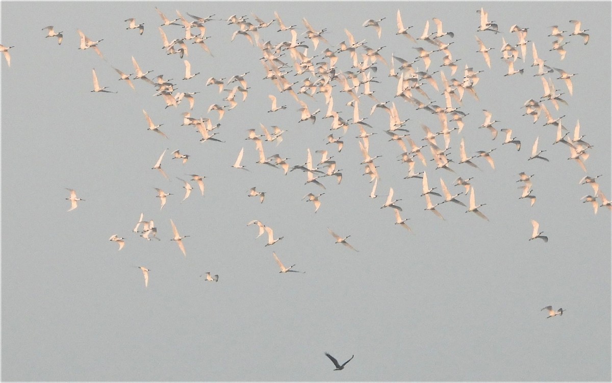 østsivhauk - ML647271396