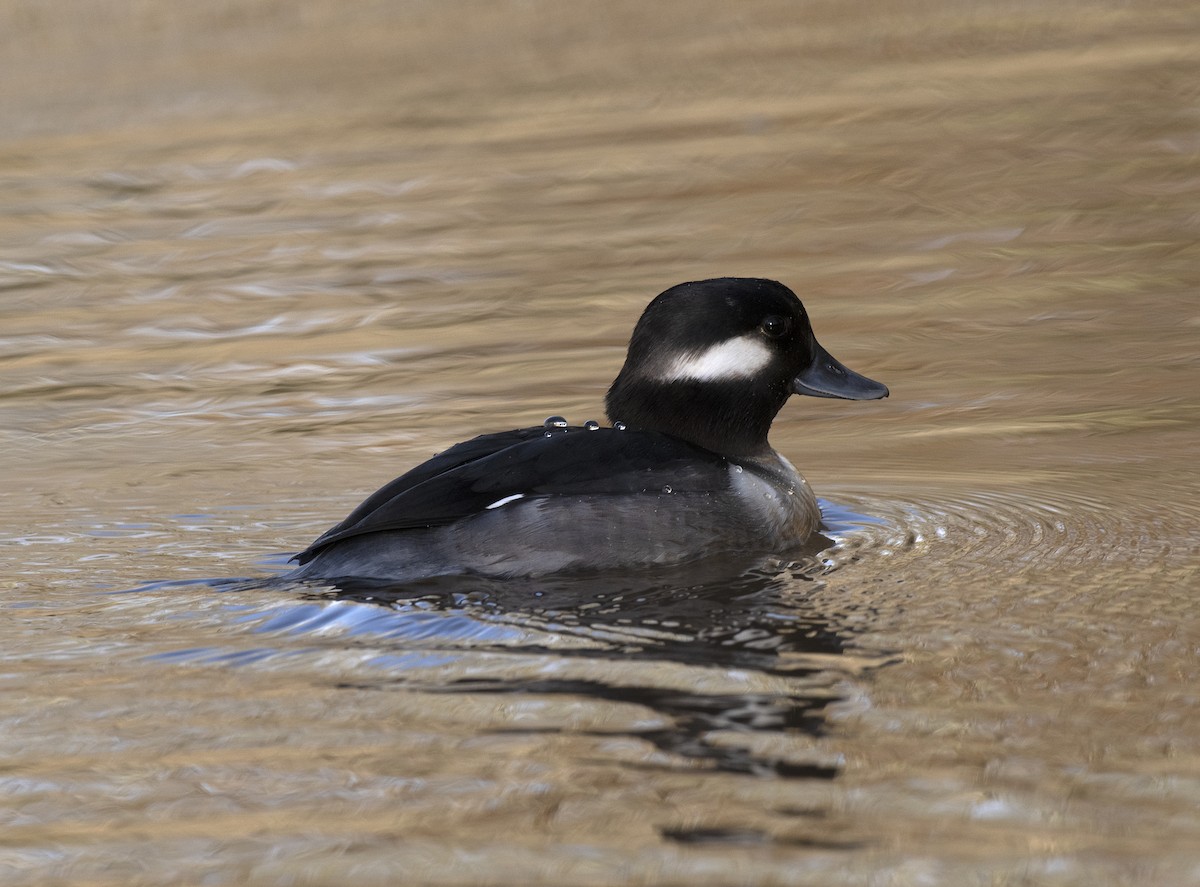 hohol bělavý - ML647271410