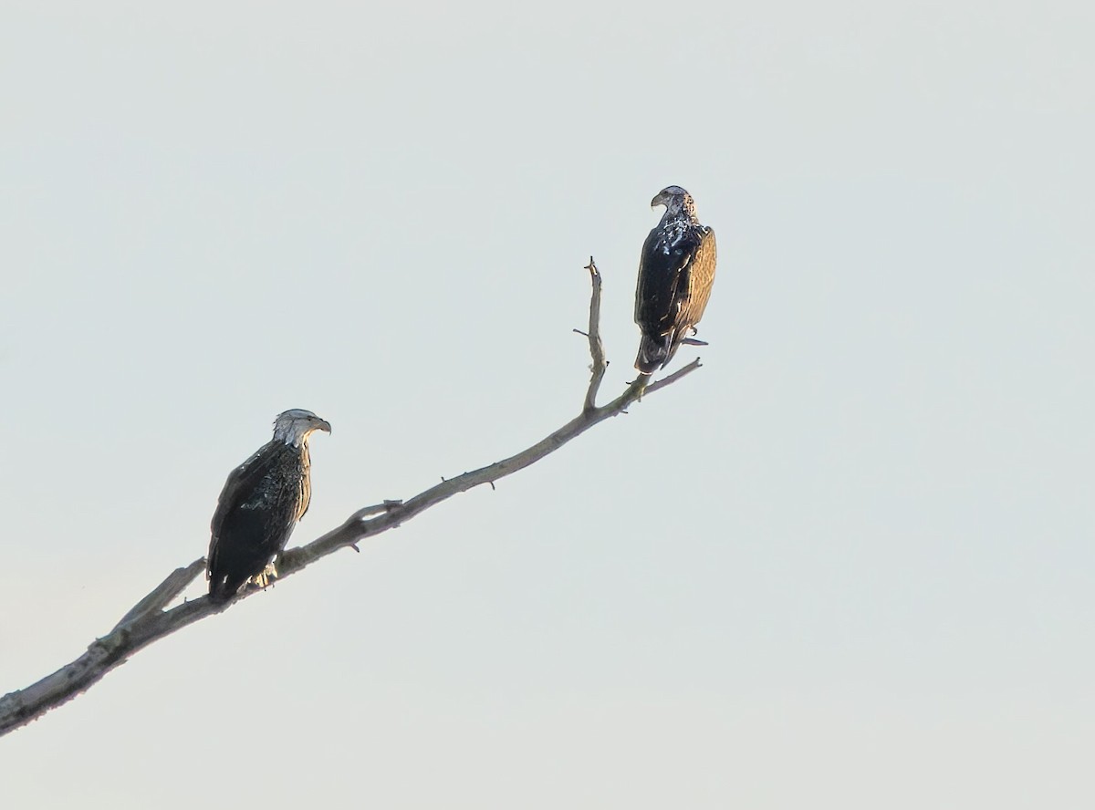 Bald Eagle - ML647271425