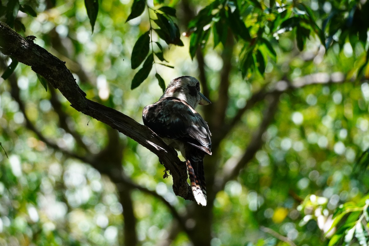 Laughing Kookaburra - ML647271426