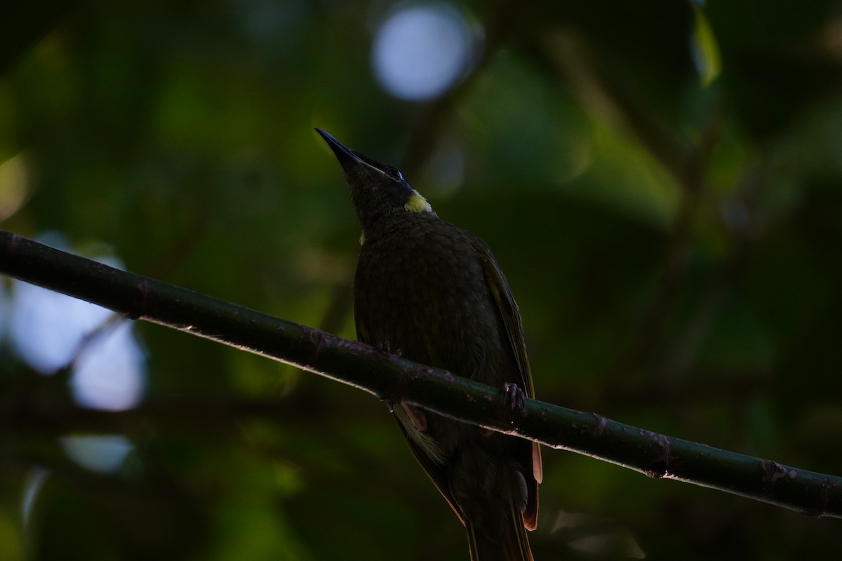 Lewin's Honeyeater - ML647271428