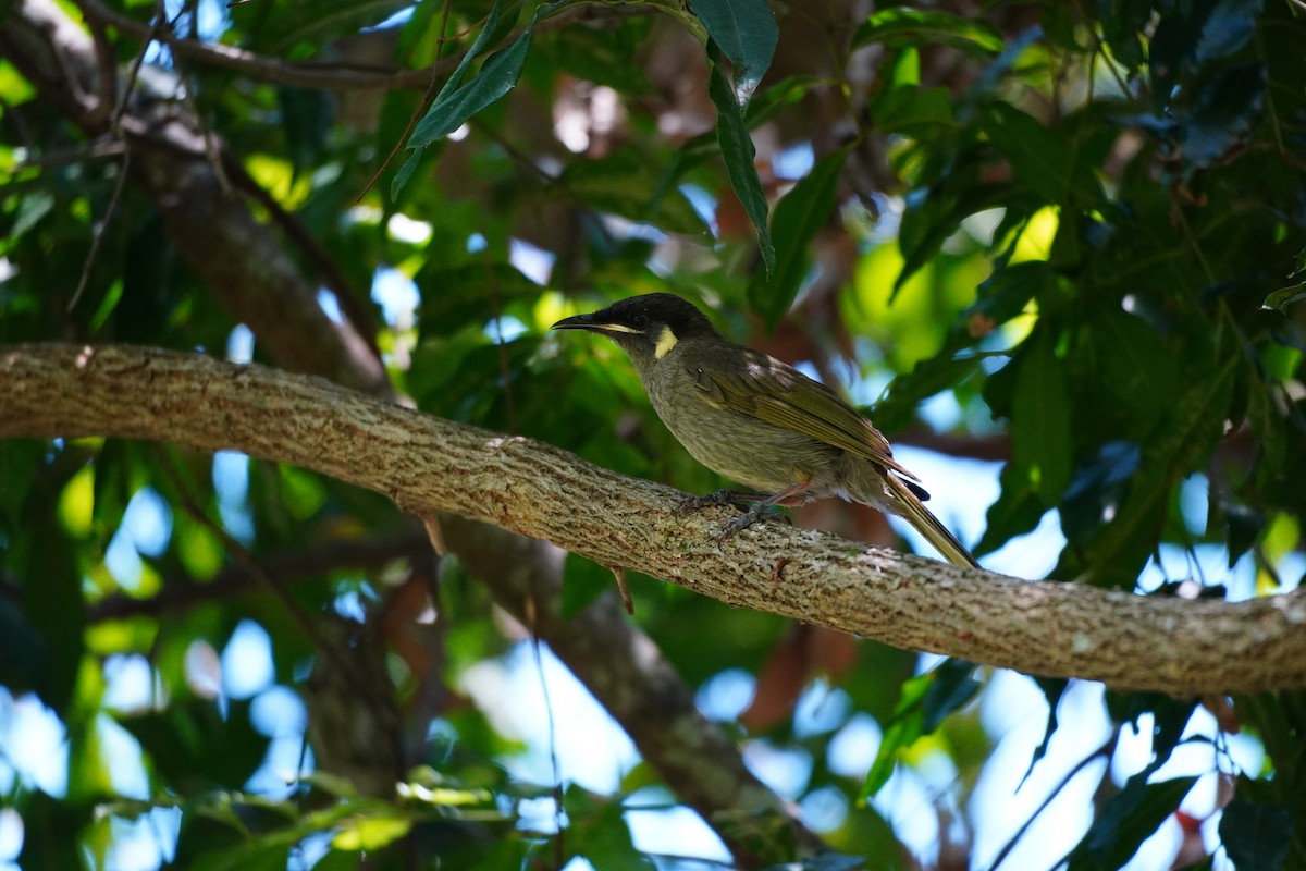 Lewin's Honeyeater - ML647271429