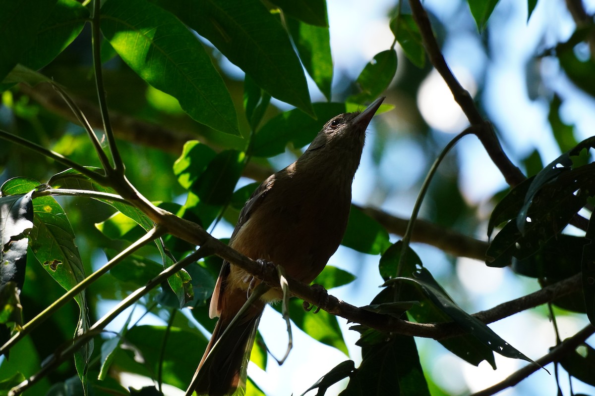Little Shrikethrush - ML647271431