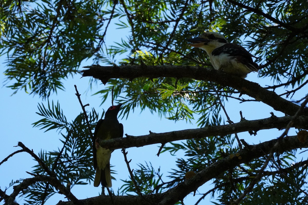 Australasian Figbird - ML647271435