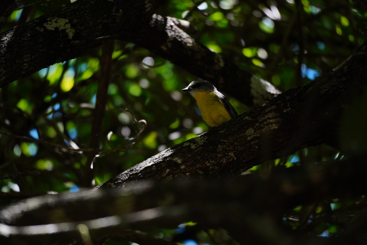 gulbrystflueskvett - ML647271444