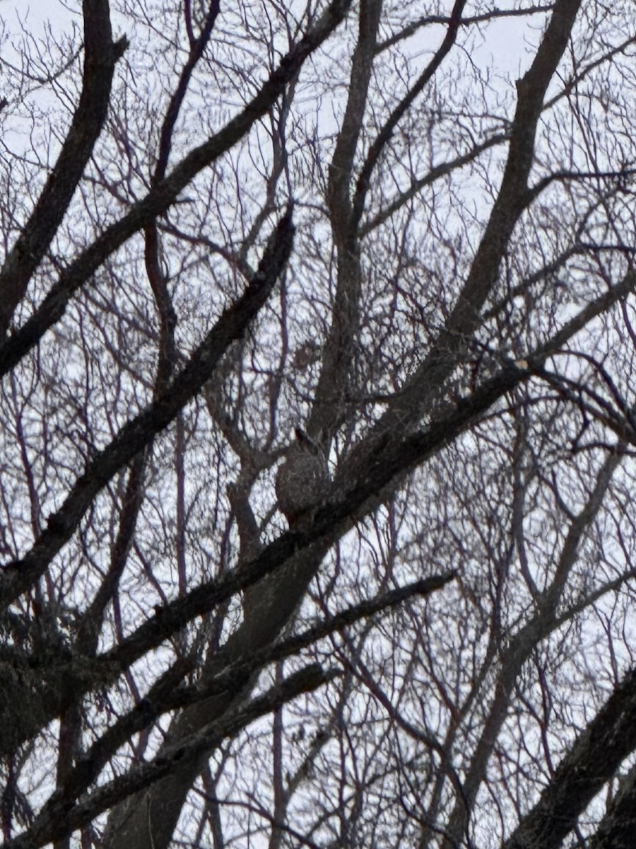 Great Horned Owl - ML647271445