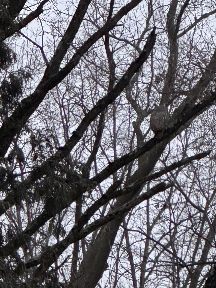 Great Horned Owl - ML647271446