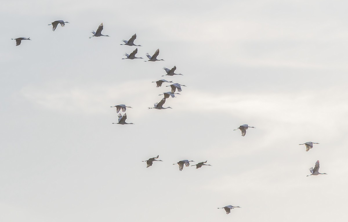 Grulla Canadiense - ML647271451