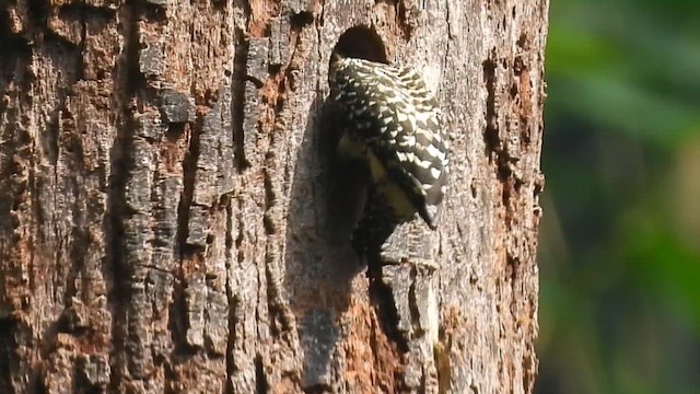 Kara Karınlı Yazılı Ağaçkakan - ML647271477