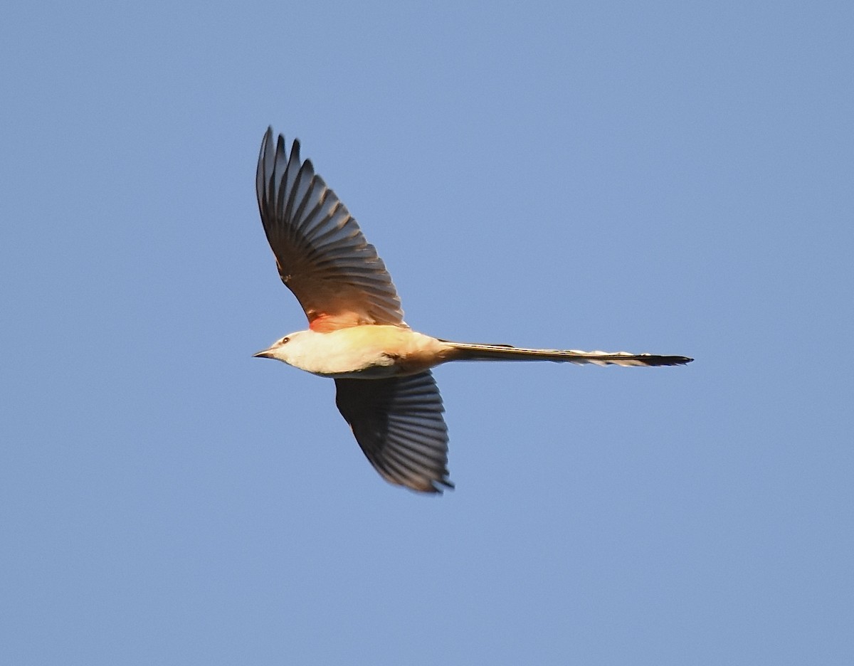Scissor-tailed Flycatcher - ML647271484