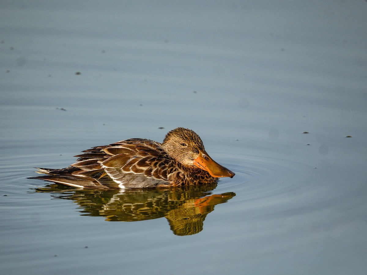 Mestolone - ML647271517