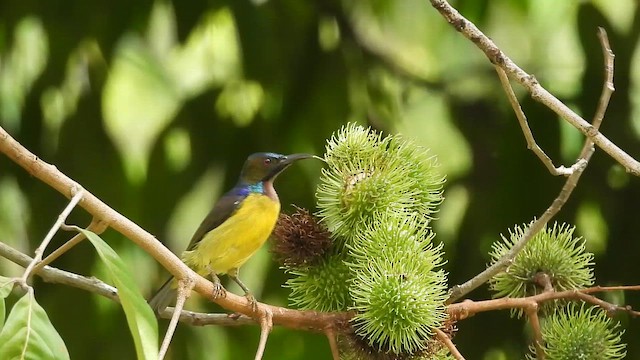 Kahverengi Gerdanlı Nektarkuşu - ML647271538