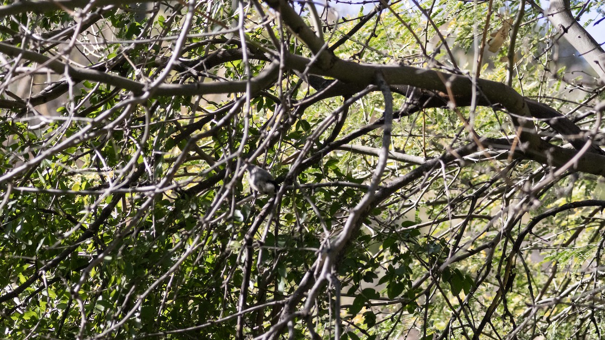 Mountain Chickadee - ML647271549