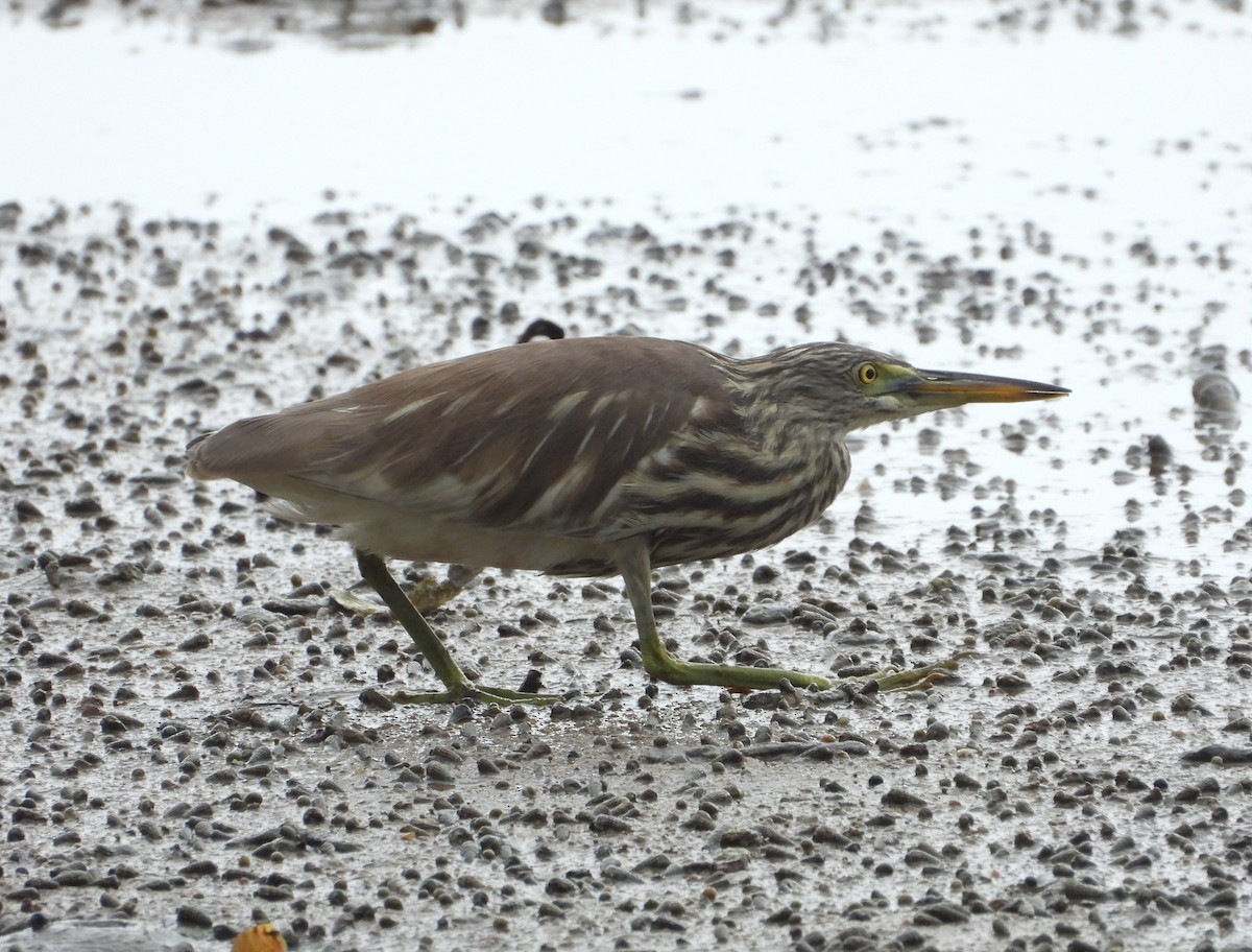Chinese Pond-Heron - ML647271562