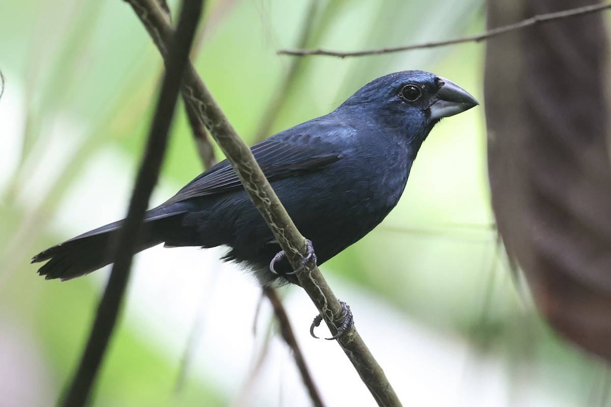 Blue-black Grosbeak - ML647271574
