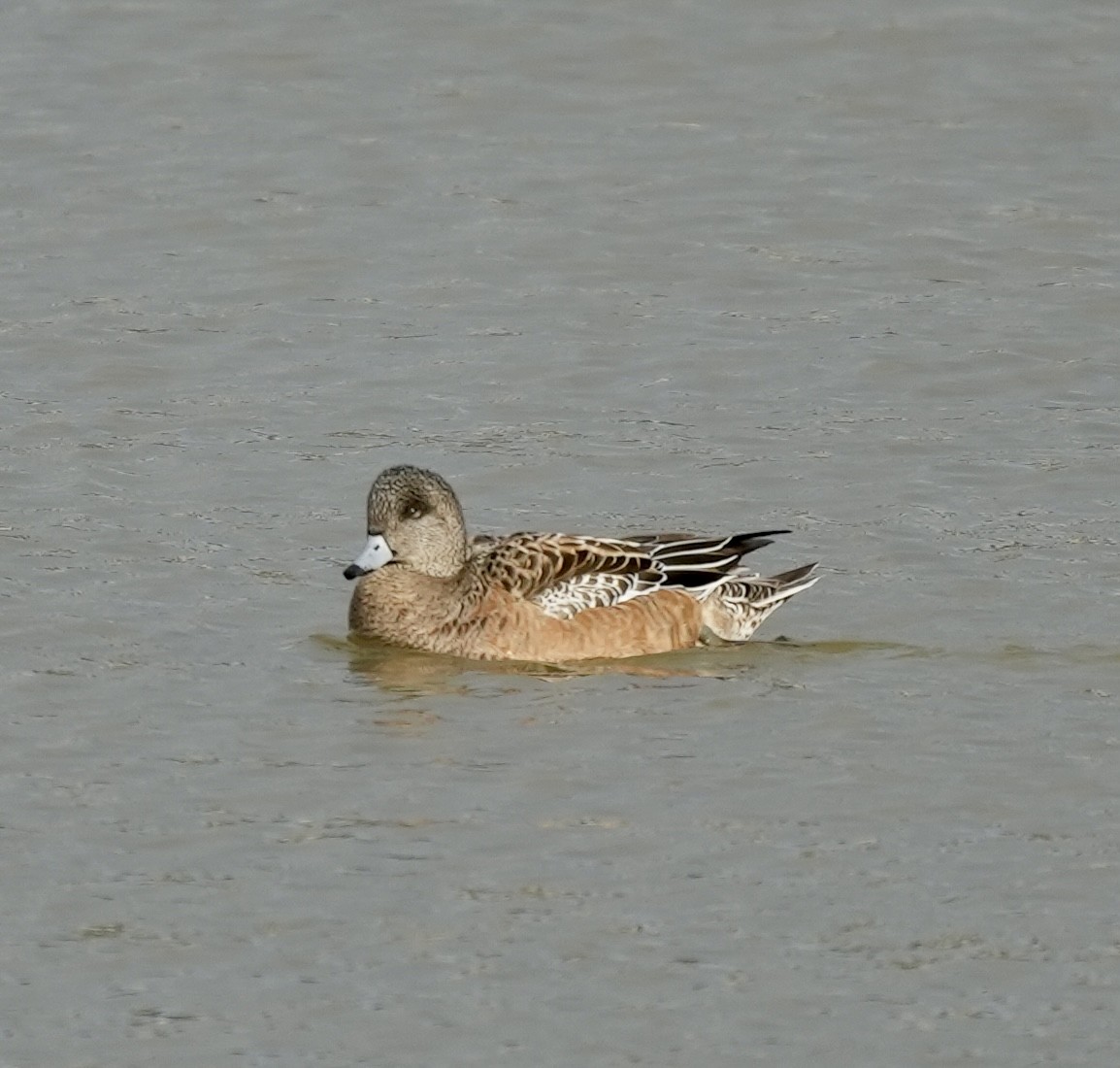 hvízdák americký - ML647271581