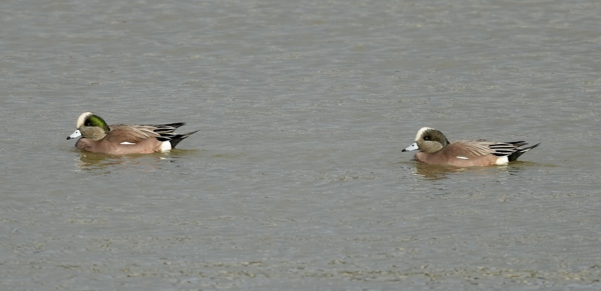 hvízdák americký - ML647271582