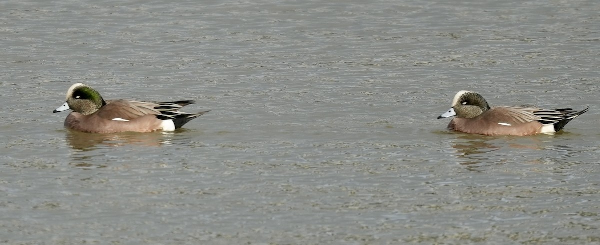 hvízdák americký - ML647271583