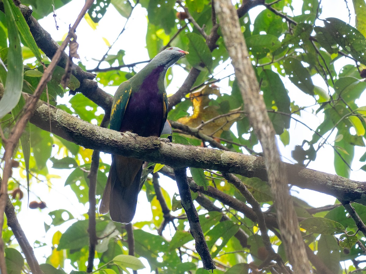 Mor Göğüslü Meyve Kumrusu - ML647271590