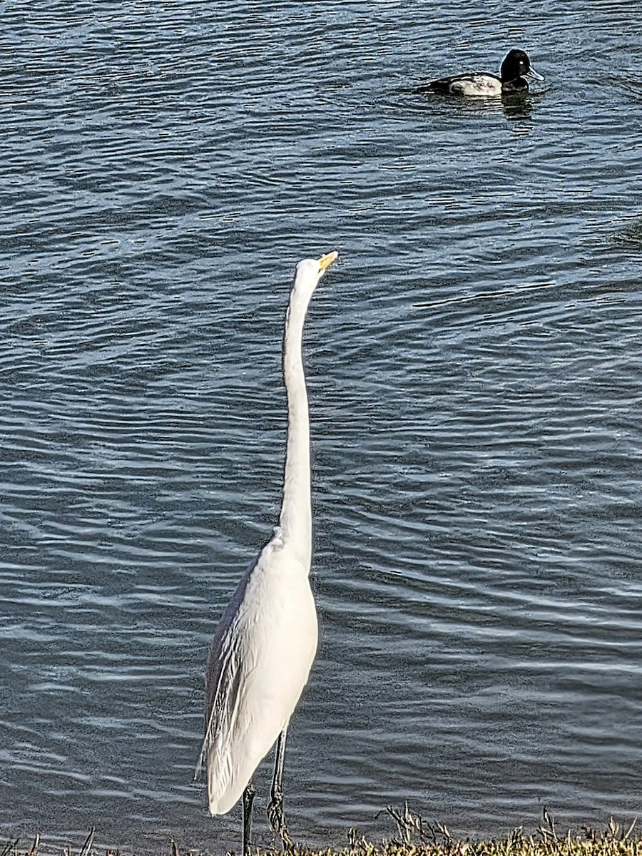 Garceta Grande (americana) - ML647271591