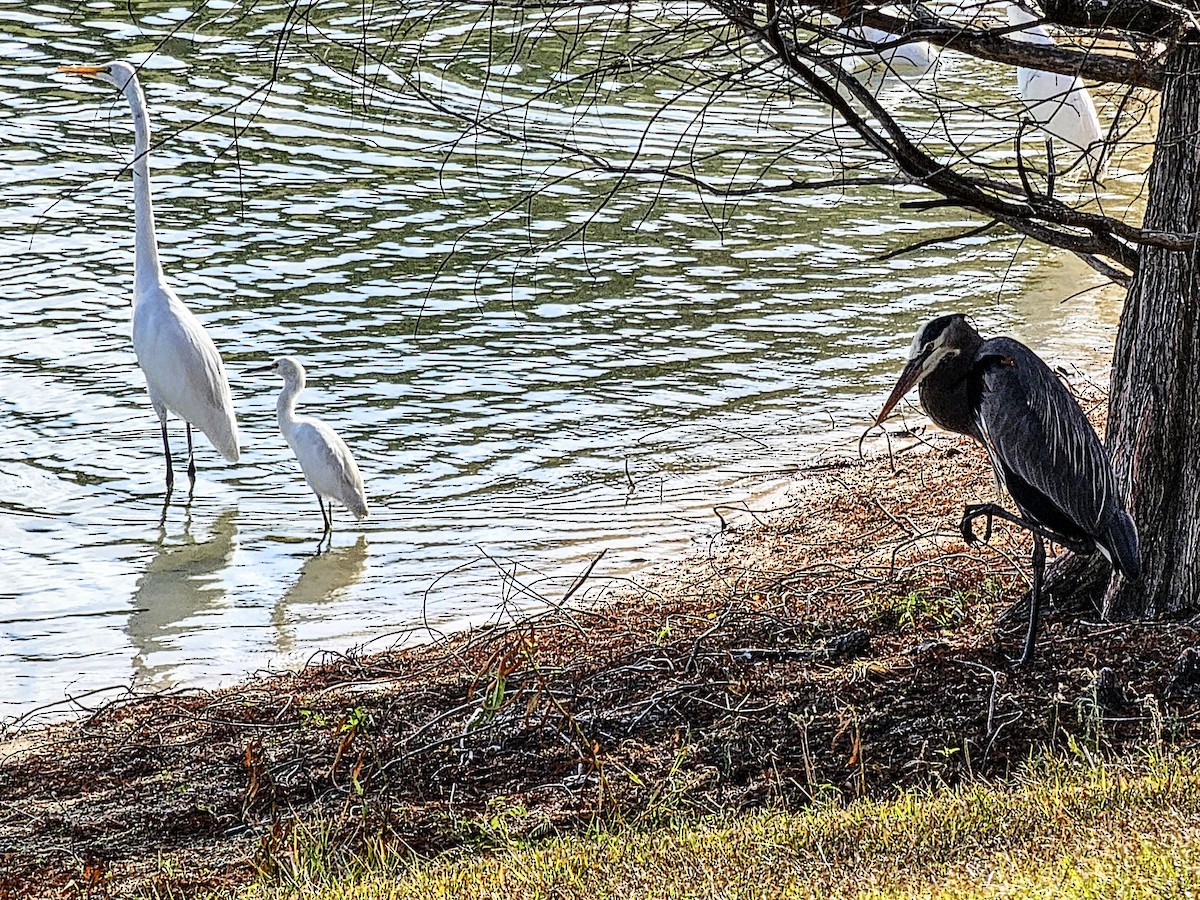 Garceta Grande (americana) - ML647271592