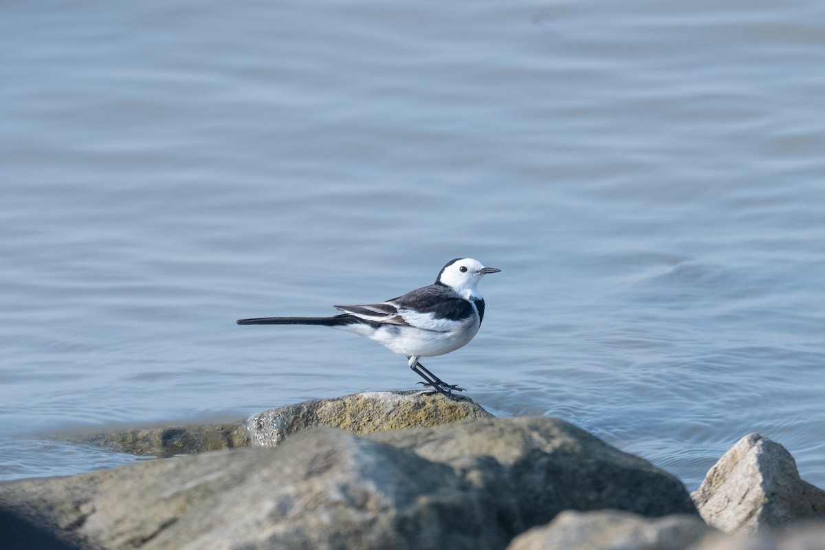 White Wagtail - ML647271646