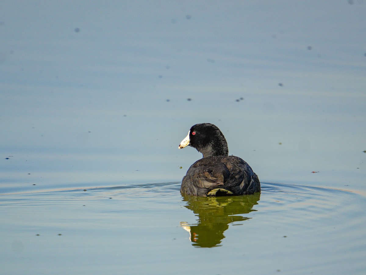 Focha Americana - ML647271659