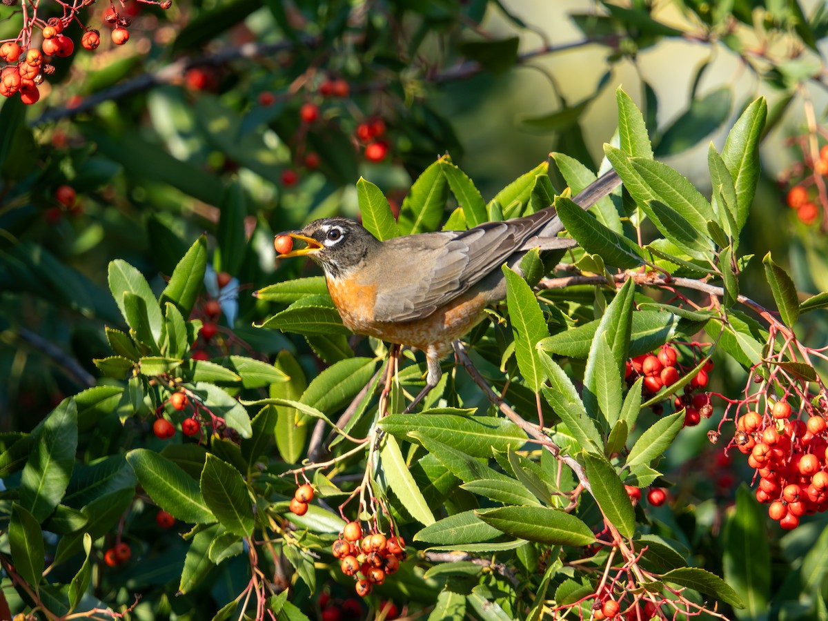 American Robin - ML647271660