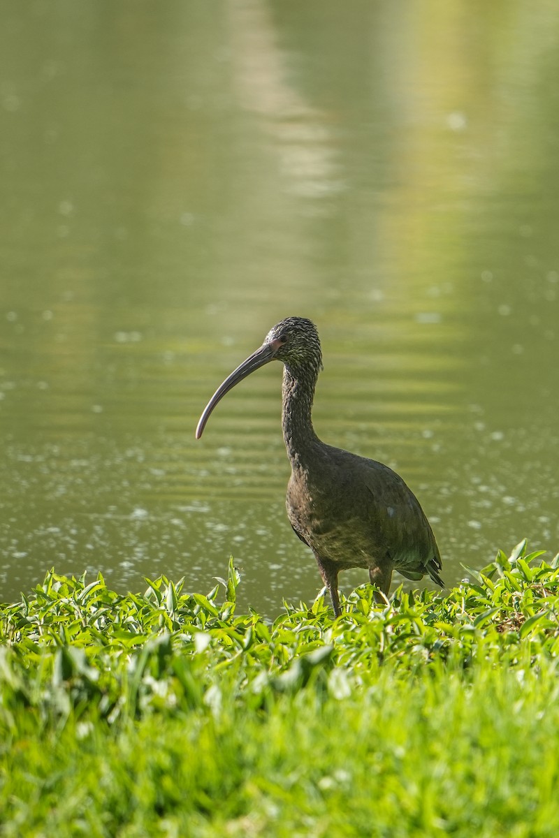 Beltzaran musuzuria - ML647271665