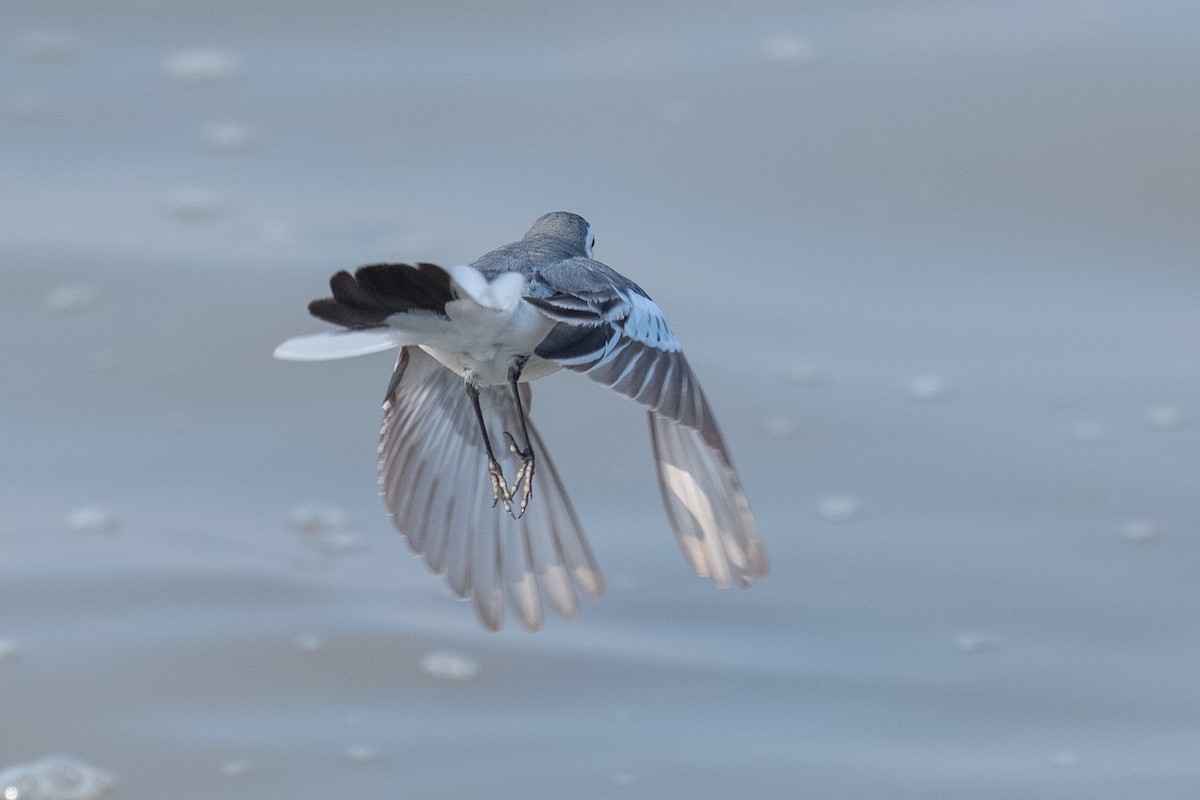 White Wagtail - ML647271681