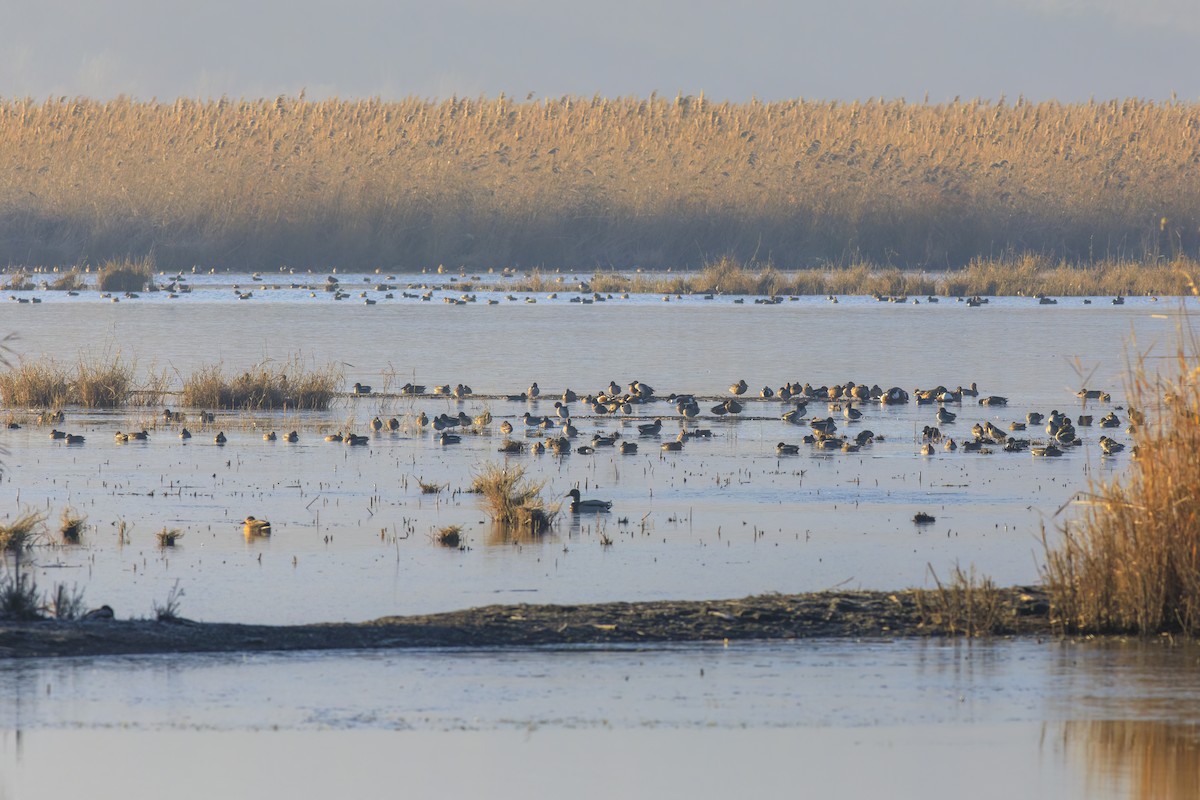 Mestolone - ML647271686