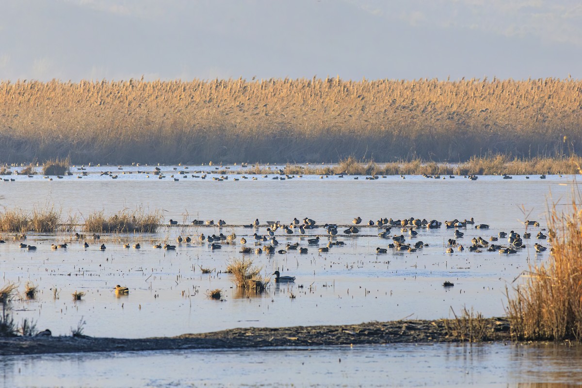 Mestolone - ML647271687