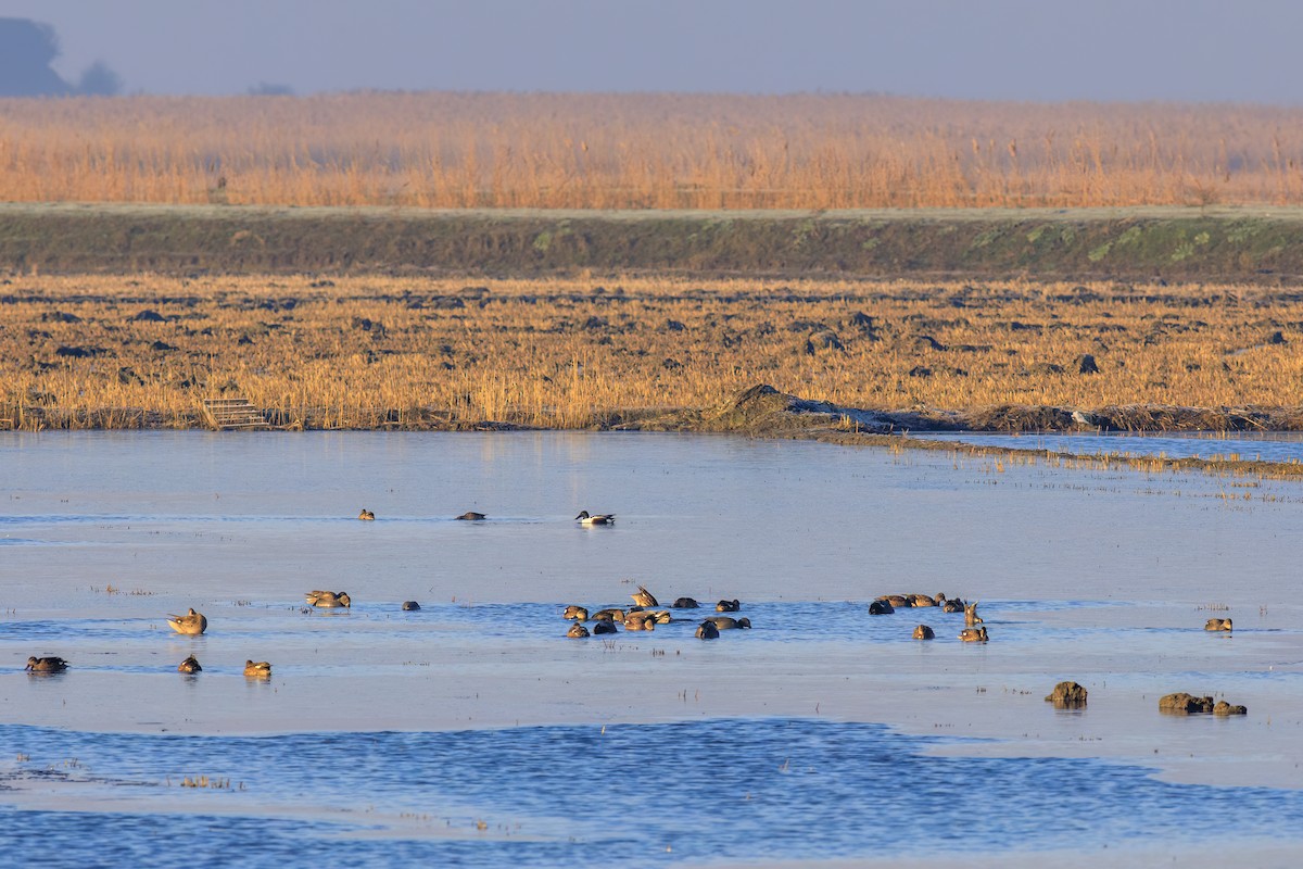 Boz Ördek - ML647271700