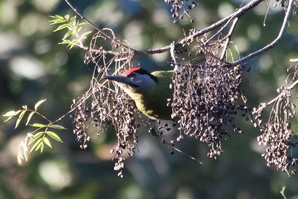 Pic cendré - ML647271703