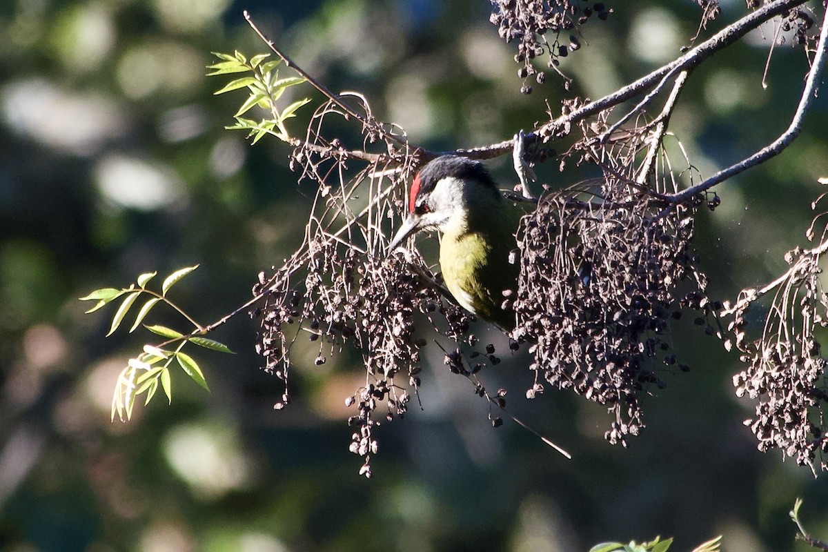 Pic cendré - ML647271704