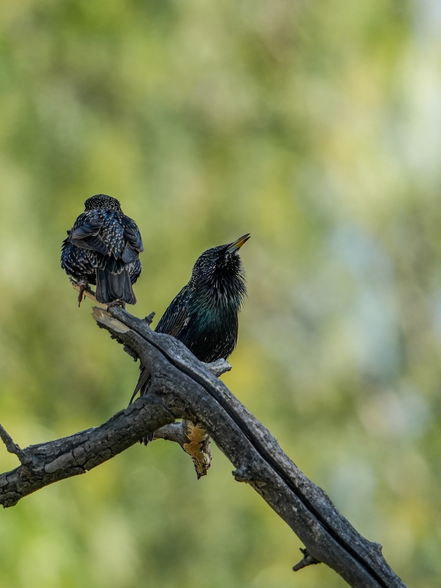 European Starling - ML647271712