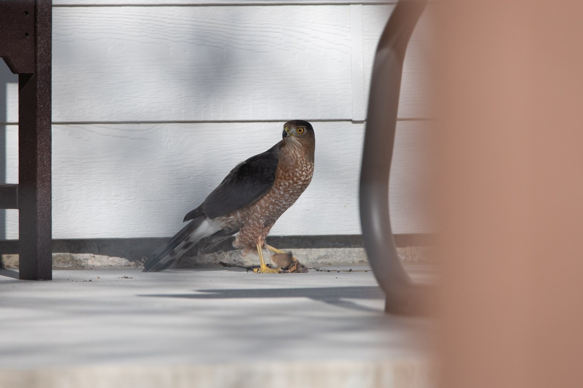 Cooper's Hawk - ML647271721