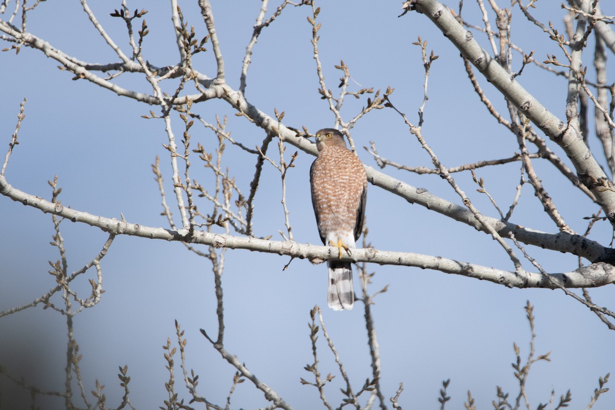 Cooper's Hawk - ML647271722