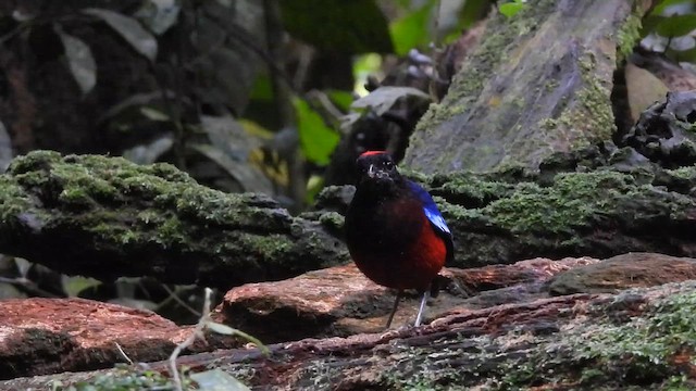 Lal Başlıklı Pitta - ML647271737