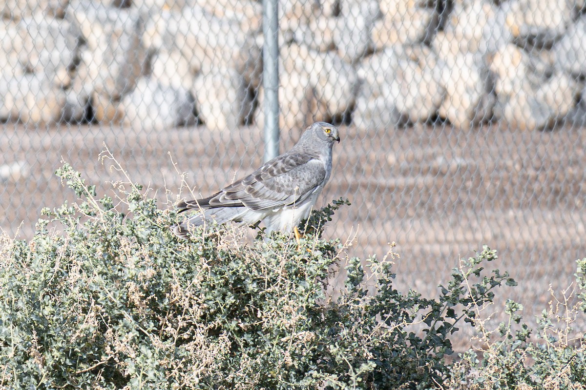 Лунь американський - ML647271746