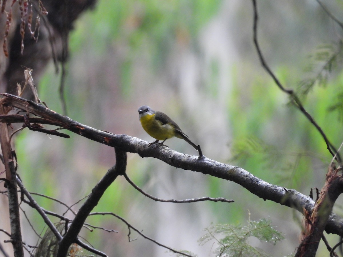 gulbrystflueskvett - ML647271748