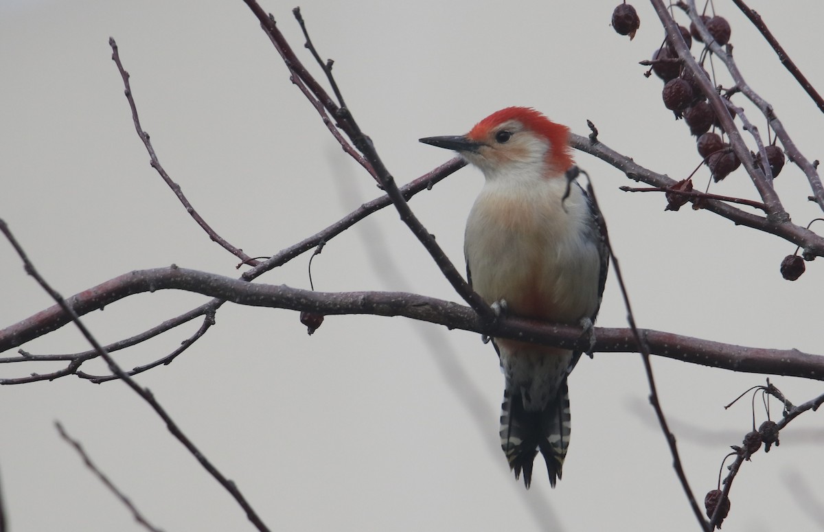 Red-bellied Woodpecker - ML647271794