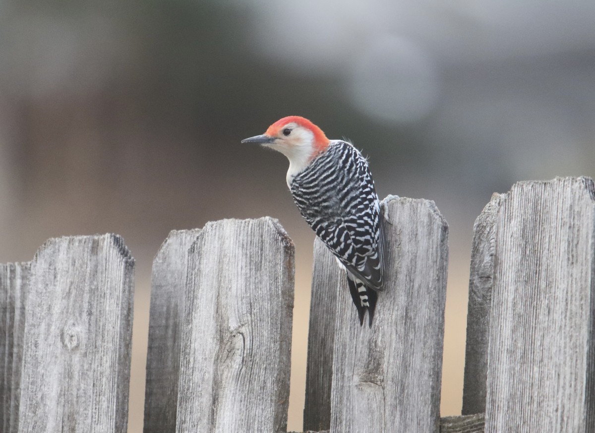 Red-bellied Woodpecker - ML647271797