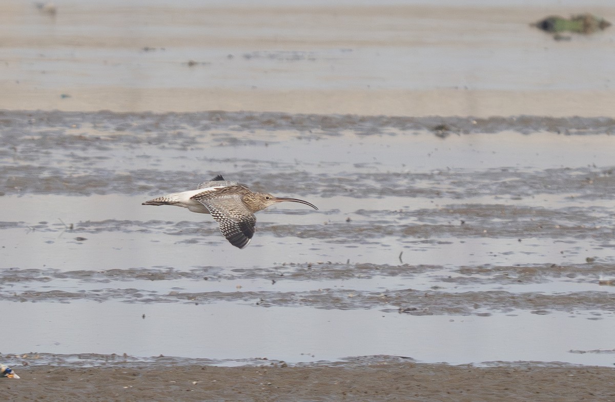 koliha velká - ML647271802