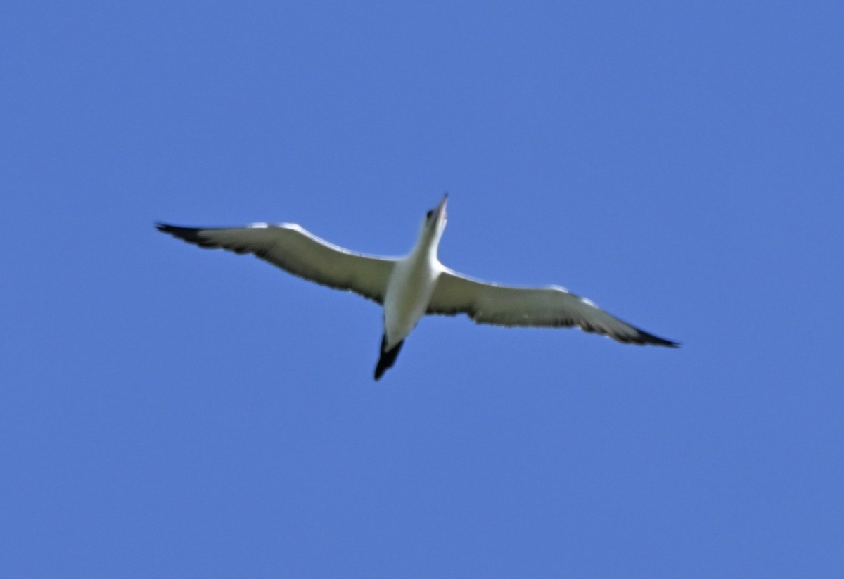 Abbott's Booby - ML647271803