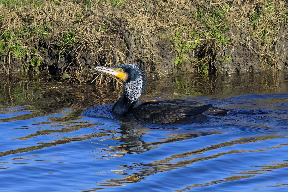 Большой баклан - ML647271811