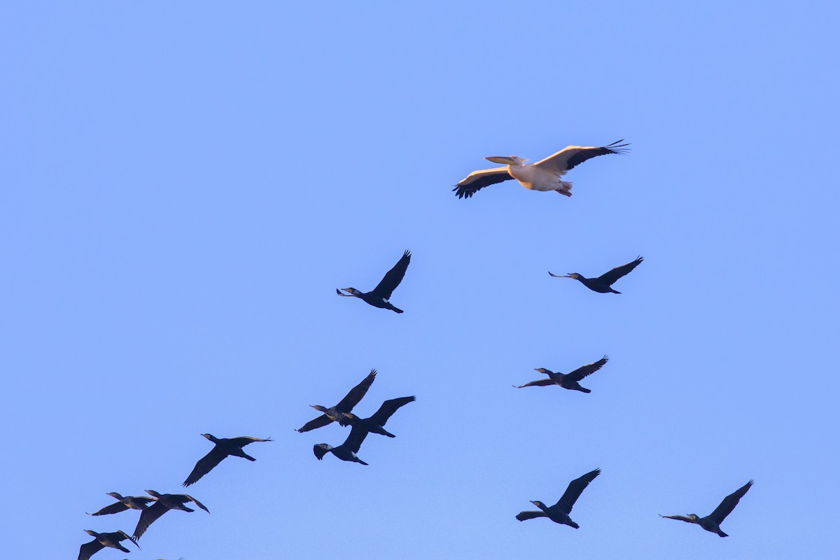 Большой баклан - ML647271812