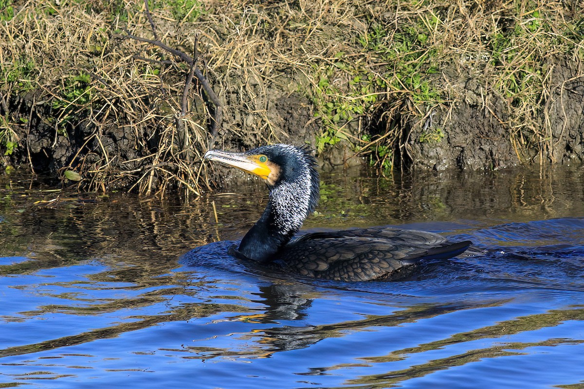 Большой баклан - ML647271813