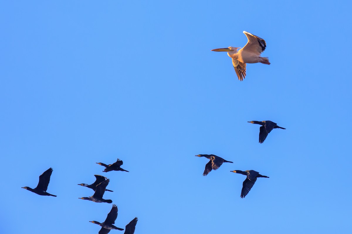 Большой баклан - ML647271815