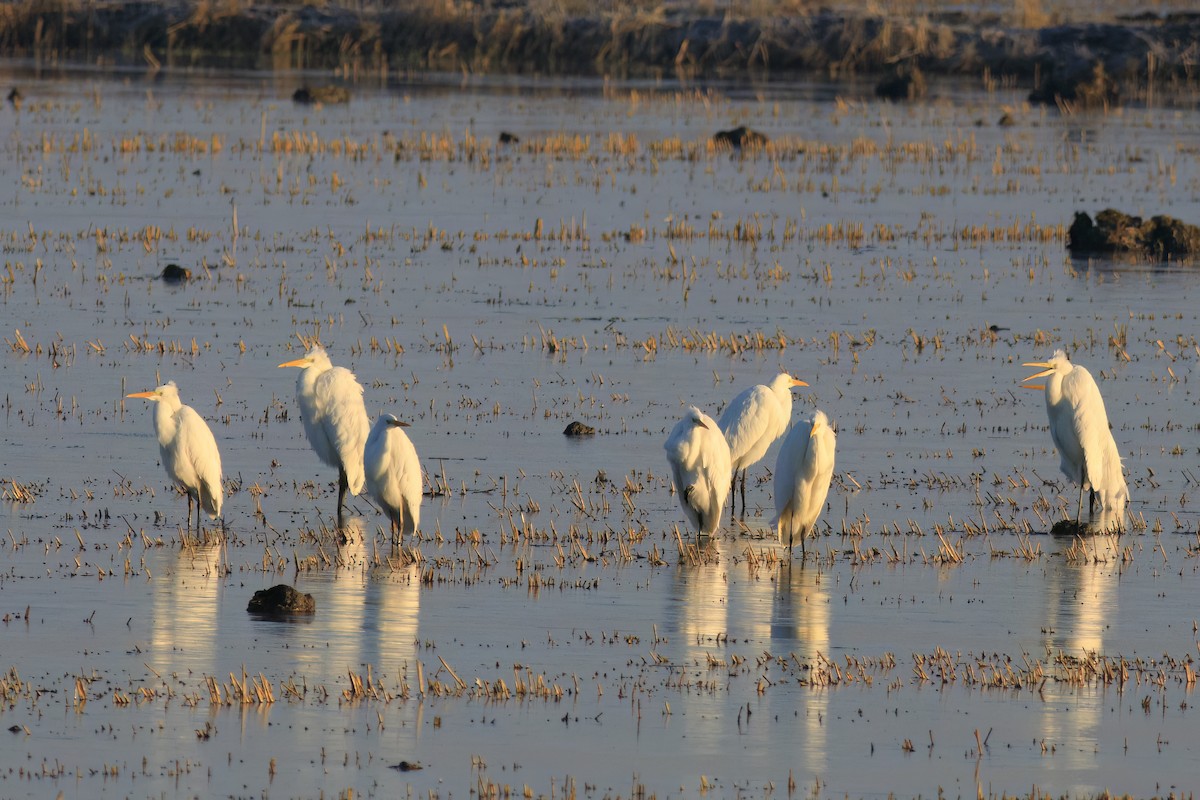 Garceta Grande - ML647271816